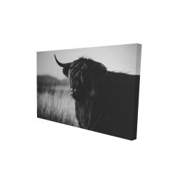 Beautiful monochrome highland cow - 12x18 Print on canvas