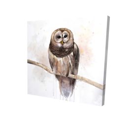 Barred owl - 08x08 Print on canvas