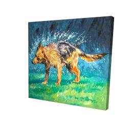 Spin-dry wet german shepherd - 08x08 Print on canvas