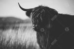 Beautiful monochrome highland cow - 12x18 Print on canvas