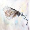 Butterfly on blue flowers - 16x16 Print on canvas