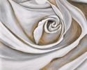 White rose closeup - 16x20 Print on canvas