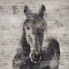 Abstract horse with typography - 08x08 Print on canvas