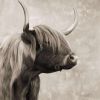 Beautiful highland cattle sepia - 08x08 Print on canvas