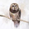 Barred owl - 08x08 Print on canvas