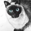 Blue eyes siamese cat - 08x08 Print on canvas