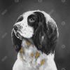 English springer spaniel dog - 08x08 Print on canvas