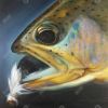 Golden trout with fly fishing flie - 12x12 Print on canvas